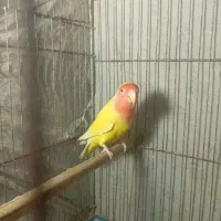 2جفت کوتوله مولد وتعدای مرغ عشق