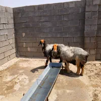 ۴راس میش داشتی