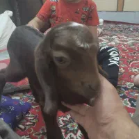 فروش بز و کهره