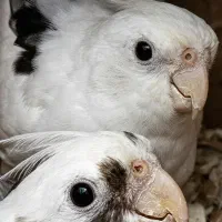 یک جفت آلبینو تخم گذار ویژه