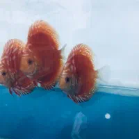 دیسکس|ماهی|فردیس, شهرک ۱۱۰|دیوار