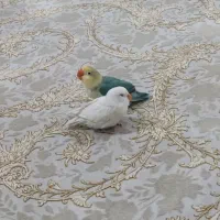 جفت کوتوله برزیلی با قفس