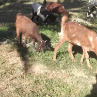 فروش پنج راس گوسفند