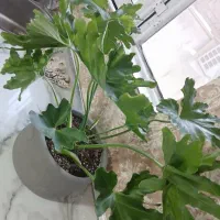 گیاه برگ انجیری