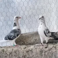 کبوتر المانی و کله