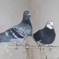 پلاکی