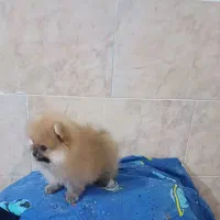 پامرین خرسی