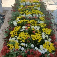 باغچه کاری تزین کاری|گل و گیاه طبیعی|شاهین‌شهر, عطار|دیوار