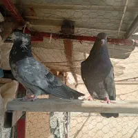 کفتر