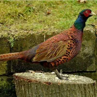 مرغ خروس امریکایی پاکستانی