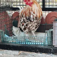 مرغ و خروس گلین