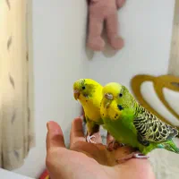 یک جفت مرغ عشق نر ماده کاملا دست آموز و سرحال