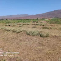 یونجه امسالی|لوازم جانبی حیوانات|تسوج, |دیوار