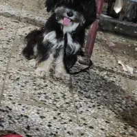 سگ فروشی|سگ|دزفول, |دیوار