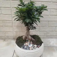 بنسای جنسینگ بزرگ