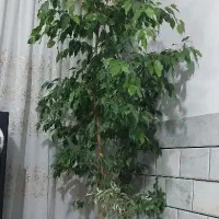 گل بنجامین ۲/۵ متر