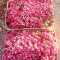 زرشک تازه قاینات شرعی رسید|خوردنی و آشامیدنی|مشهد, شهرک ابوذر|دیوار