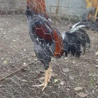 لاری اصیل|حیوانات مزرعه|حویق, |دیوار