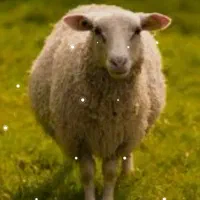 پنجا راس شک ماده یا یا بره ماده خوازم