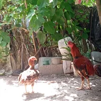 خروس لاری