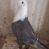 مخمل ماده قهوه ایی