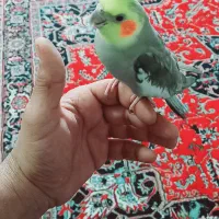 مجسمه.عروس