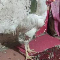 خروس لاری|حیوانات مزرعه|خان ببین, |دیوار