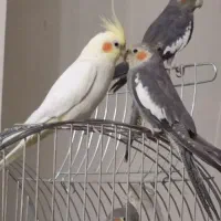 عروس هلندی مولد ماده لوتینو نر سینامون