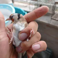 سهره.قناری.فنج.