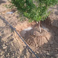 آبیاری قطره ای و بارانی