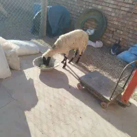 میش جوان گله ای