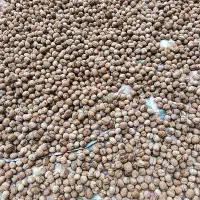 گردو کردستان