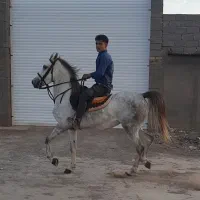شجره دار
