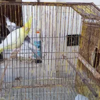 عروس هلندی و مرغ عشق