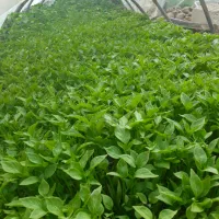 انواع نشا گوجه فلفل بادمجان بامیه دینور