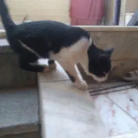 واگذا ی تعدادی گربه
