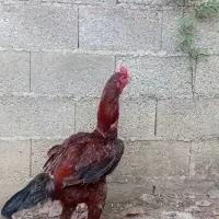 خروس لاری اصیل دوساله
