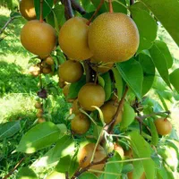 سیب سبز گلابی استوایی دراگون جکفروت|خدمات باغبانی و درختکاری|رشت, آزادگان|دیوار