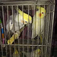 عروس جفت آماده
