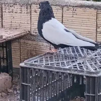 سینه سیاه نر و طوقی سرکه ای نر