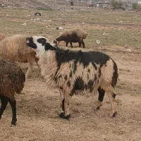 گوسفند|حیوانات مزرعه|هرسین, |دیوار