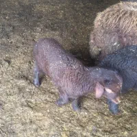 دوعدد بره خوراک خور