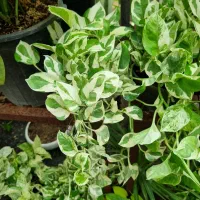 گل داودی چهارفصل سرو شیراز میخک عبایی پاپیتال گلدا|گل و گیاه طبیعی|مشهد, چهارچشمه|دیوار