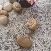 فروش حلزون|خزنده|شهرکرد, |دیوار