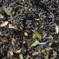 آب زرشک محلی تازه