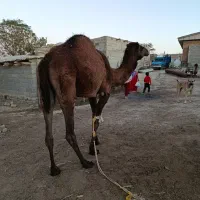 شتر با بچه شتر ۱ساله|حیوانات مزرعه|مراوه, |دیوار