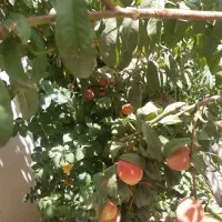 خانه ویلایی نوساز مهندسی با سازه بتنی روستای میم|فروش خانه و ویلا|قم, جهان بینی|دیوار