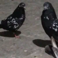 پرندگان