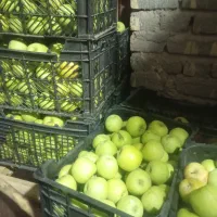 سیب سبزو سرخ میوه
