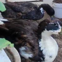 دوتا اردک سالم